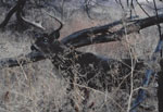 Gary Christoffersen's buck