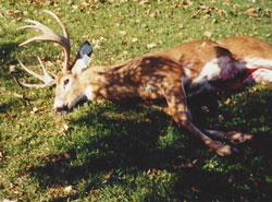 Jim Waltz's prize deer
