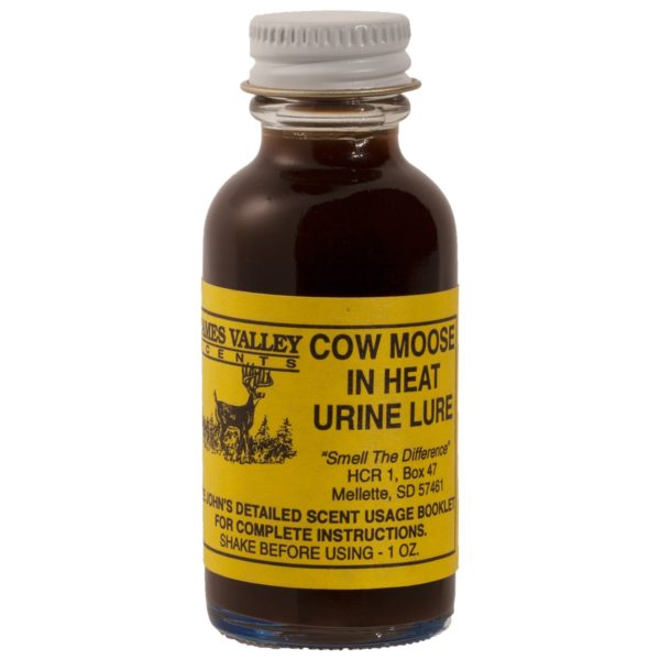Cow Moose in Heat Liquid